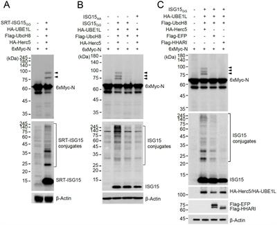 Suppression of SARS-CoV-2 nucleocapsid protein dimerization by ISGylation and its counteraction by viral PLpro